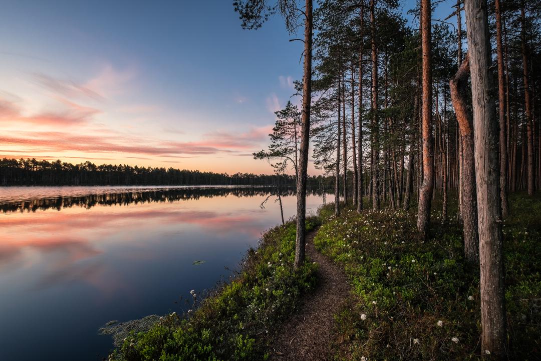 Auringonlasku järvellä, vieressä mäntymetsä.
